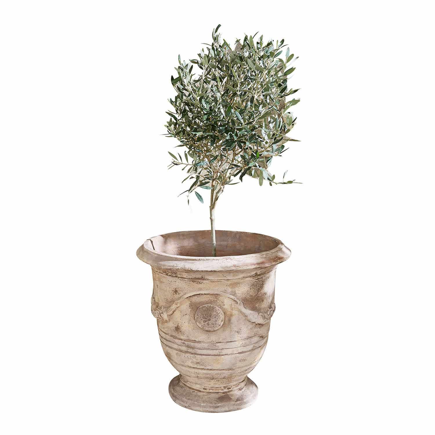 Cache-pot Garwood Cache-pot en terre cuite beige avec plante verte, idéal pour décoration intérieure et extérieure