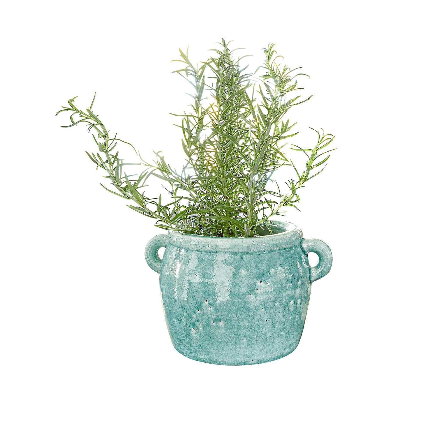 Vaas Elvin Groene plant in turquoise keramische pot met handvatten op witte achtergrond, interieurdecoratie