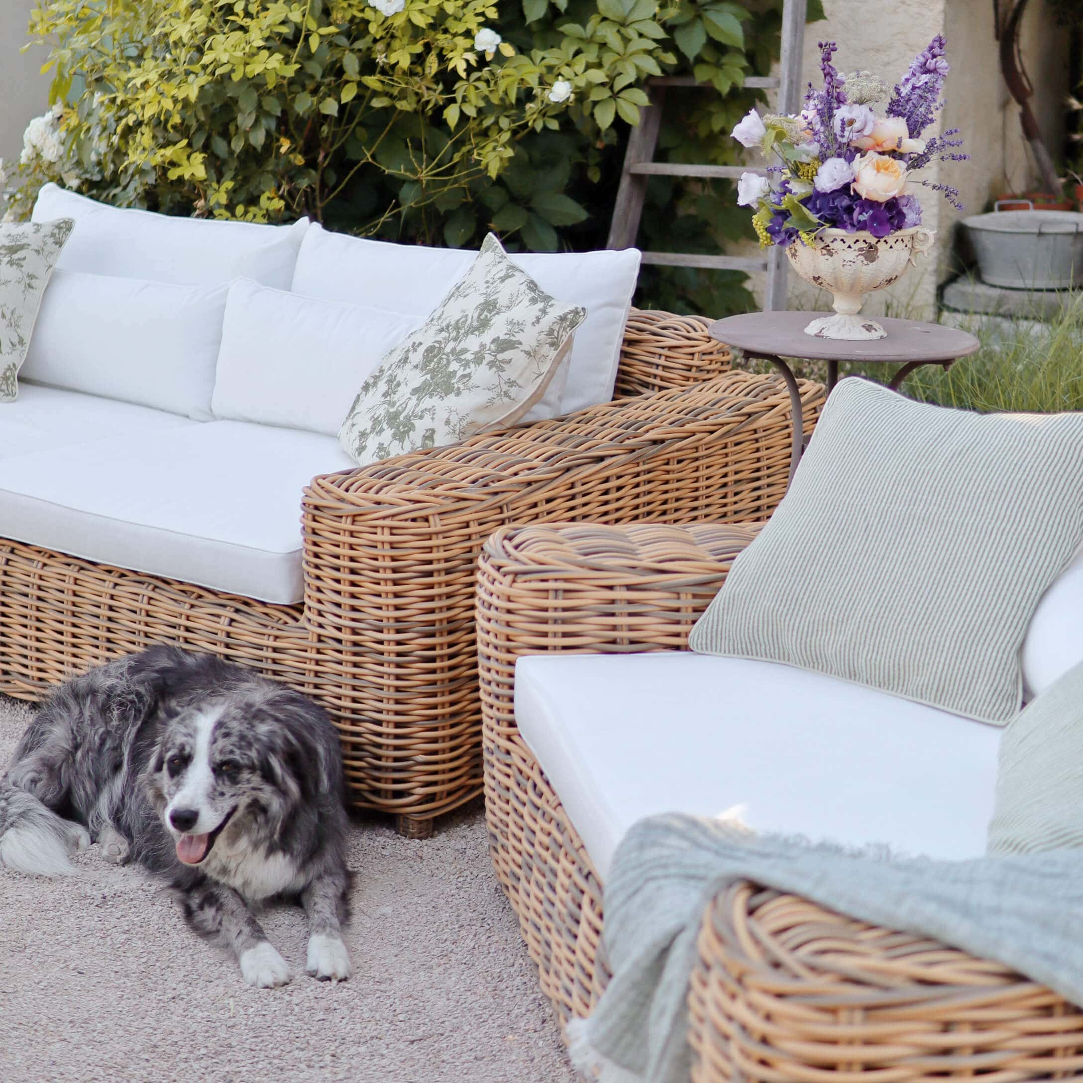 Ensemble de meubles d'extérieur en rotin avec coussins blancs et fleurs sur la table, chien couché au sol