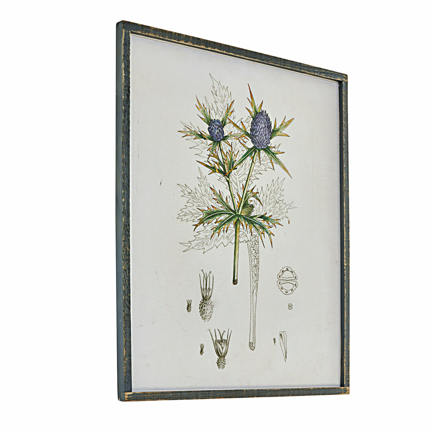 Illustration botanique encadrée d'une plante à fleurs violettes dans un cadre en bois vieilli