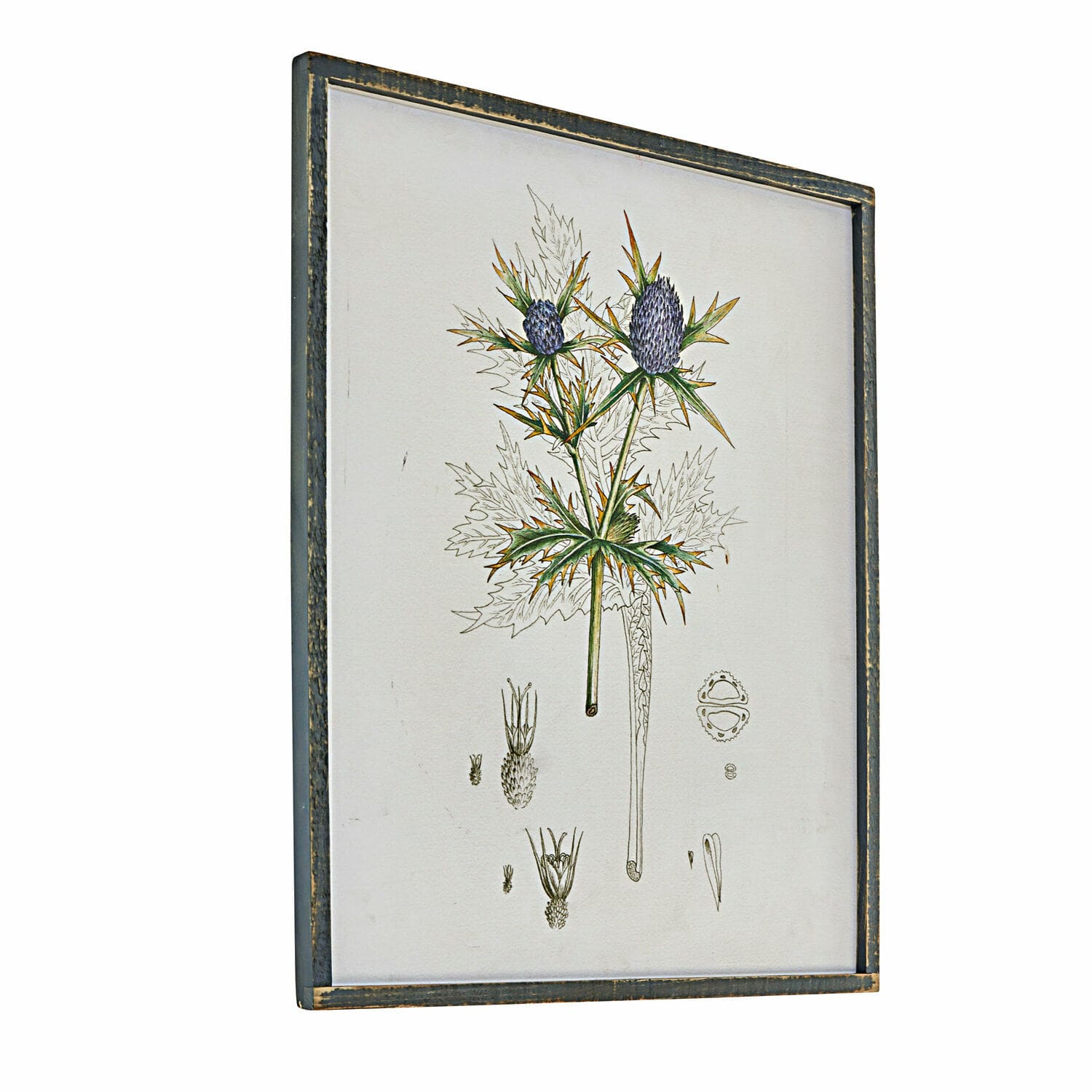 Tableau Épine Illustration botanique encadrée d'une plante à fleurs violettes dans un cadre en bois vieilli