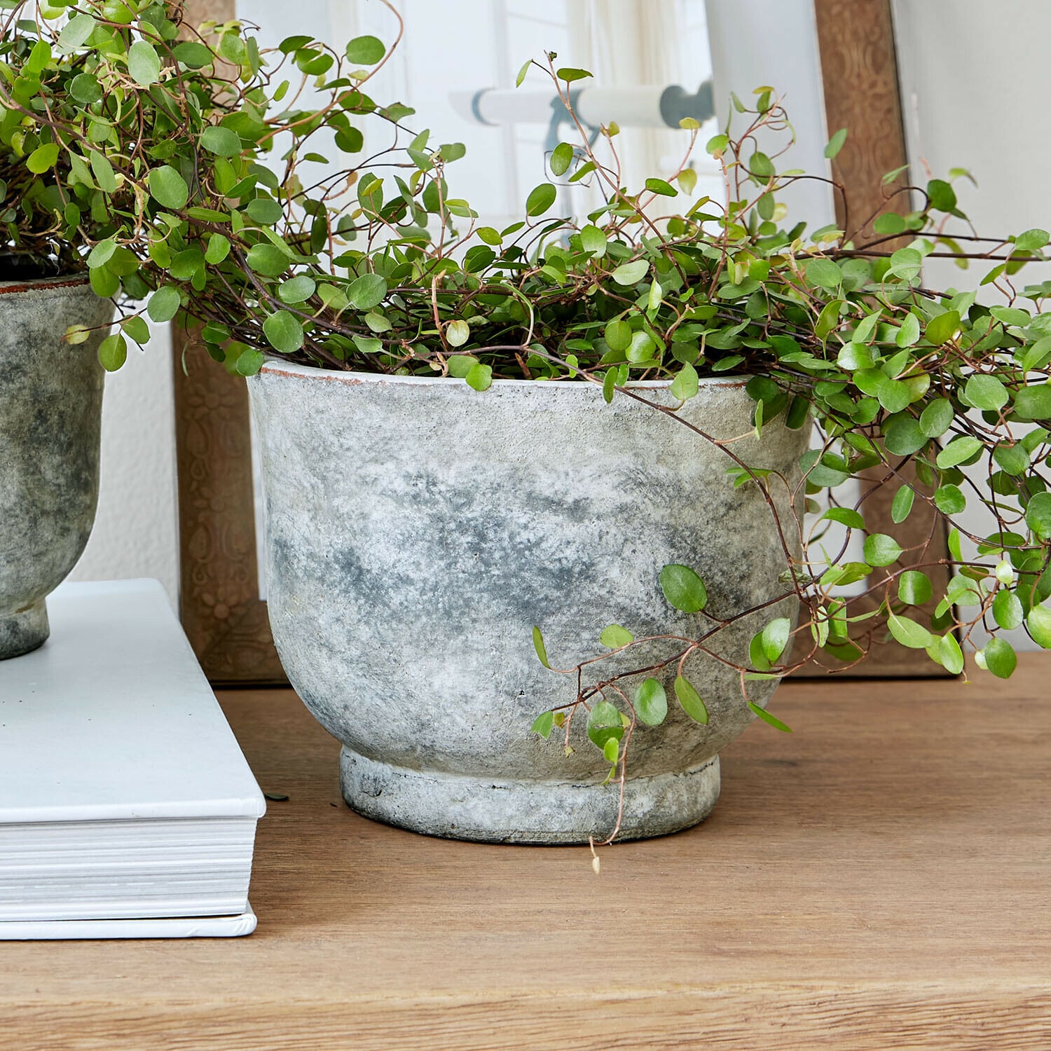 Grijze betonnen bloempot met groene plant op houten tafel, moderne interieurdecoratie