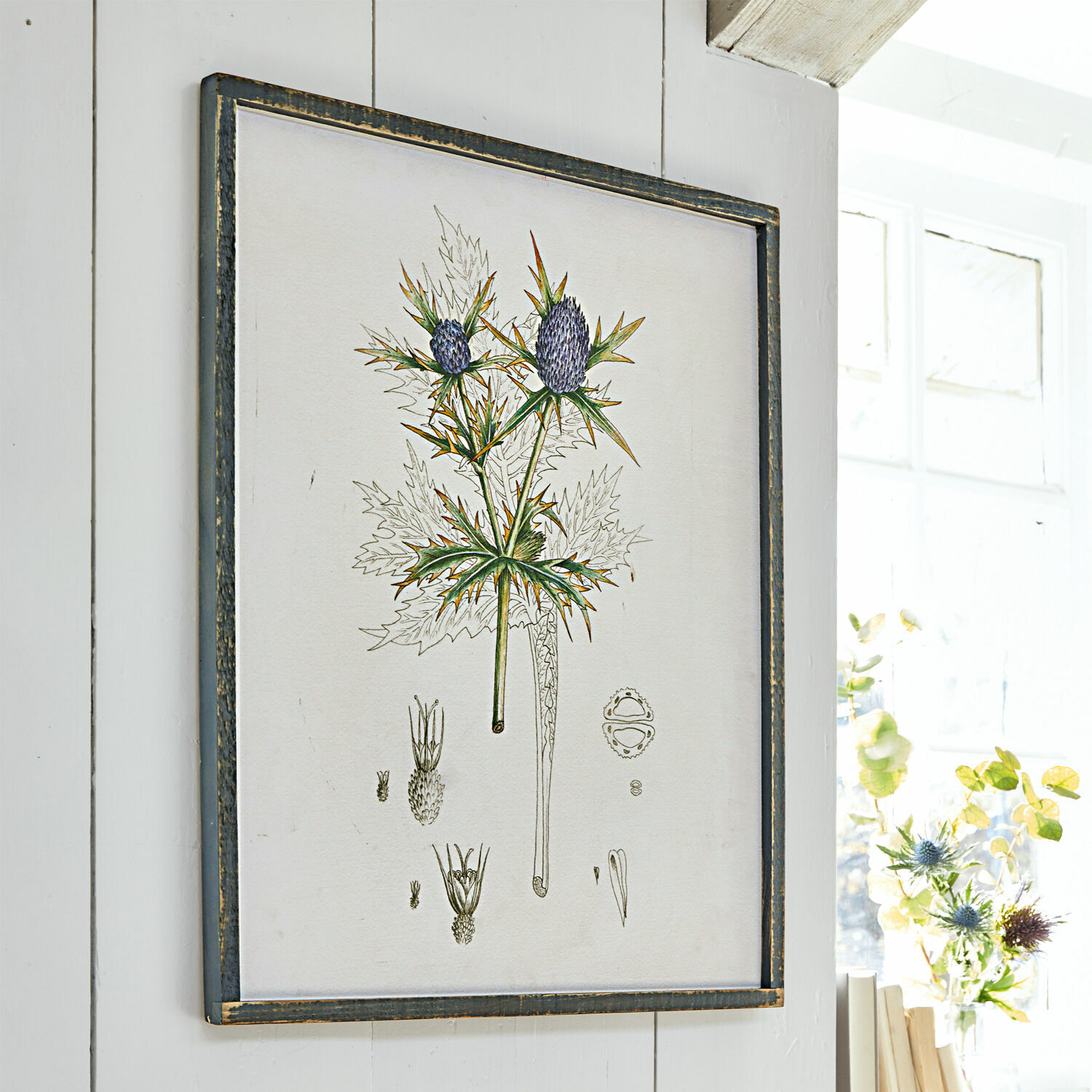 Afbeelding Épine Botanische tekening van distel in zwarte lijst aan witte muur, stijlvolle wanddecoratie