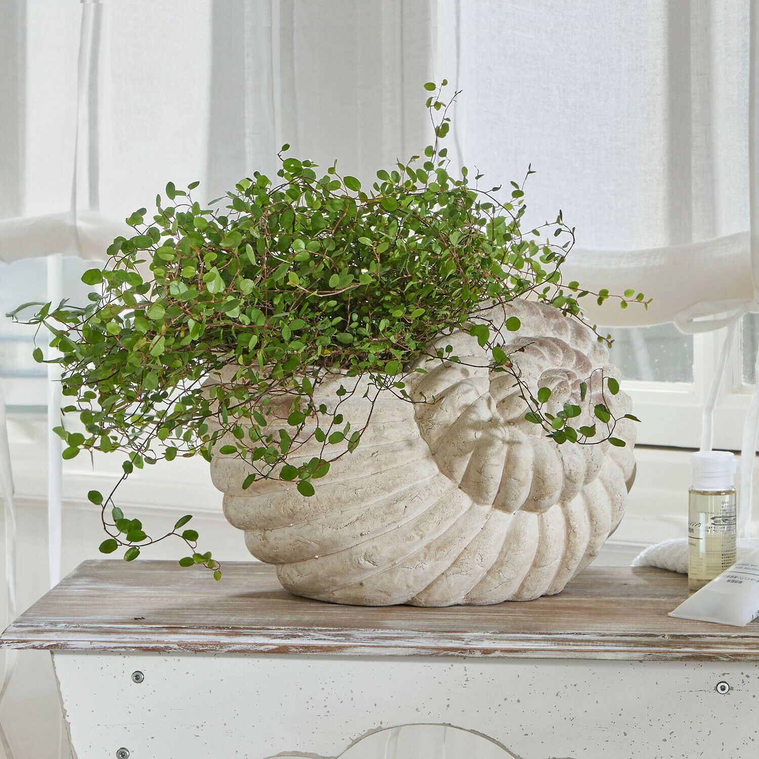 Sierpot Wavigny Bloempot in schelpvorm van lichte steen met groene plant op houten tafel in lichte kamer