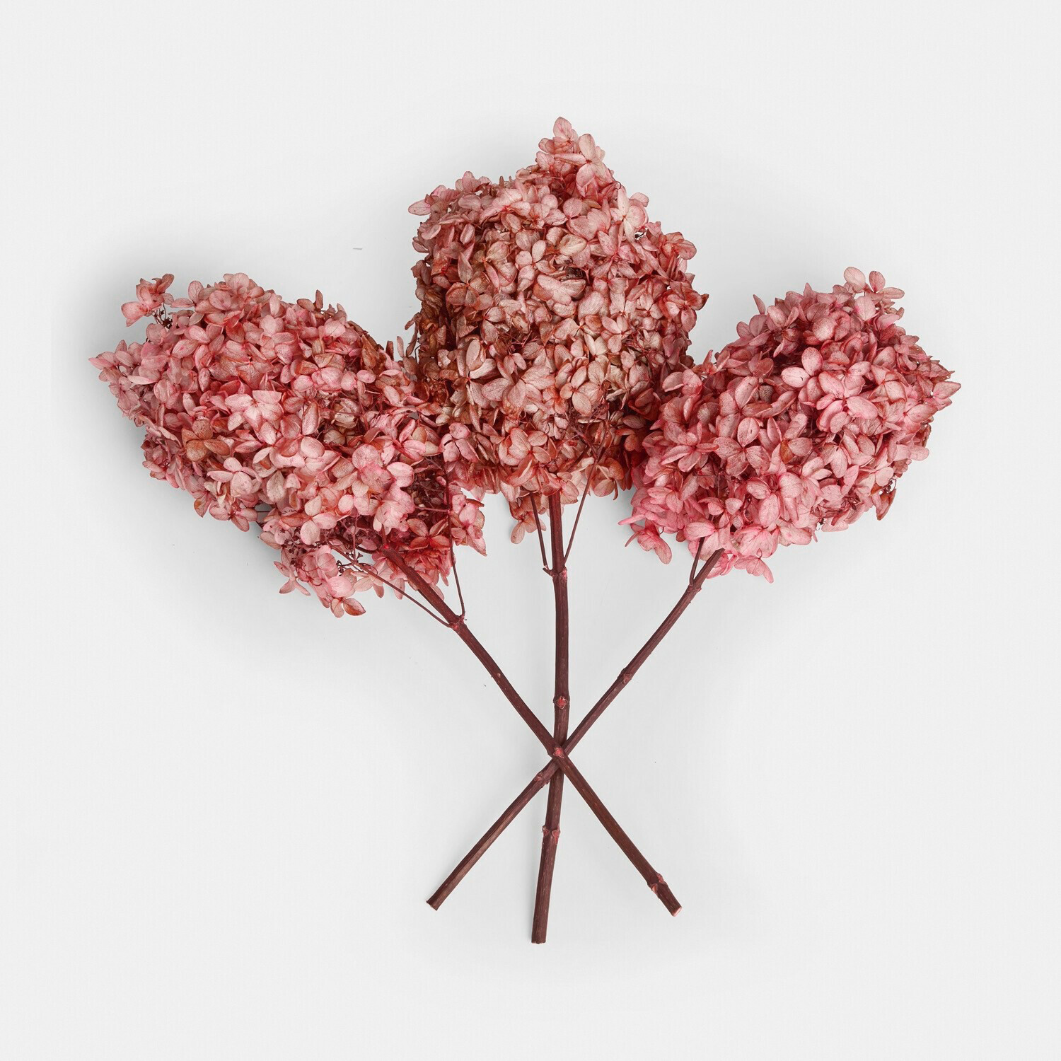 Lot de 3 fleurs séchées Amélorie