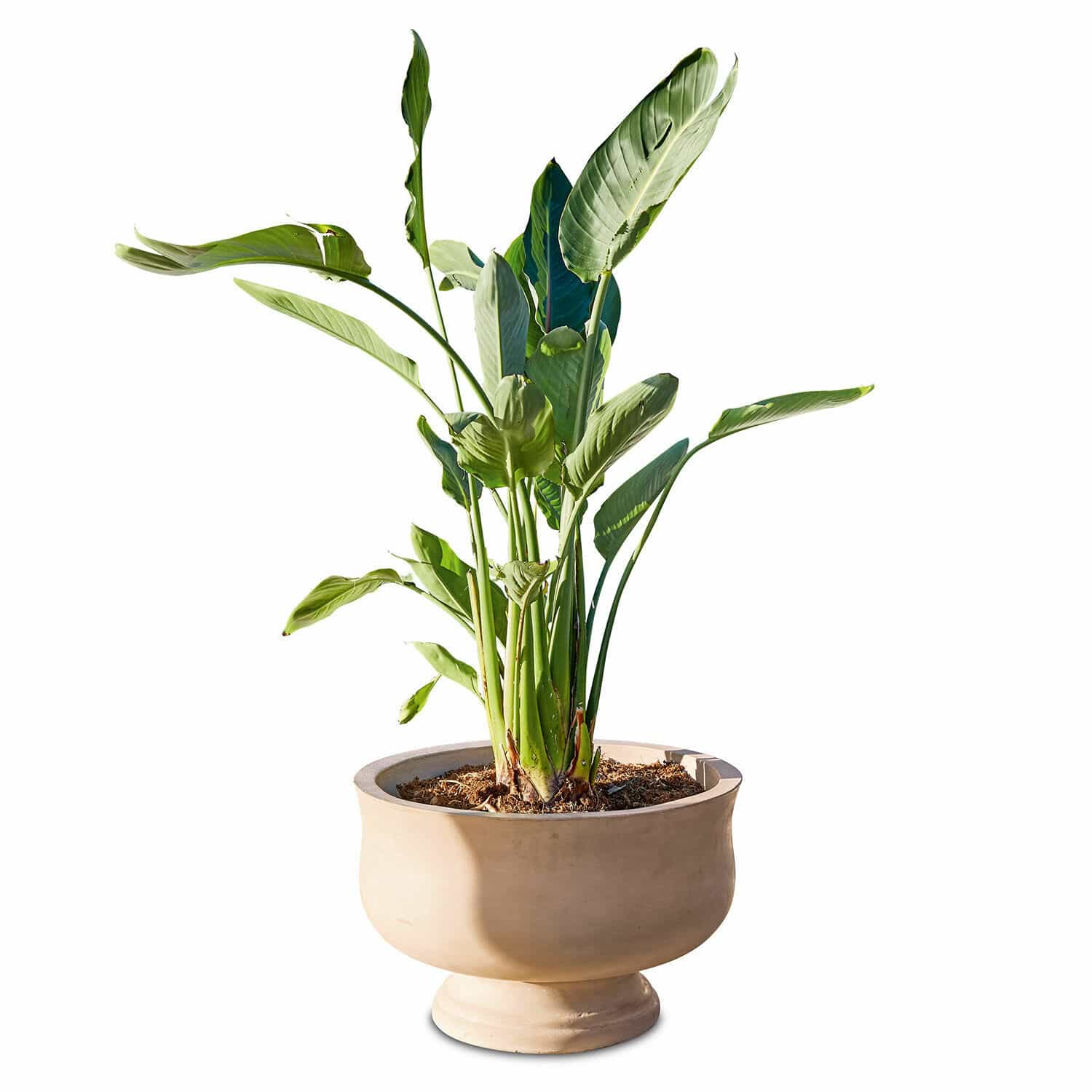 Cache-pot Shannon