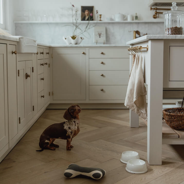 Cuisine vintage avec armoires blanches et sol en bois, petit chien teckel assis au centre