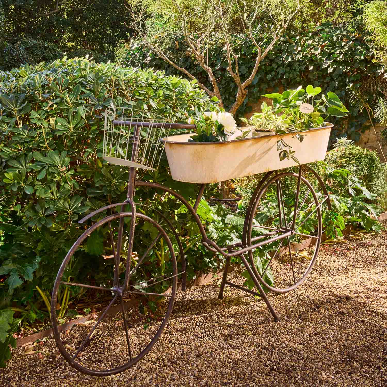 Vélo décoratif en métal avec jardinière blanche et plantes vertes dans un jardin sur un chemin de gravier
