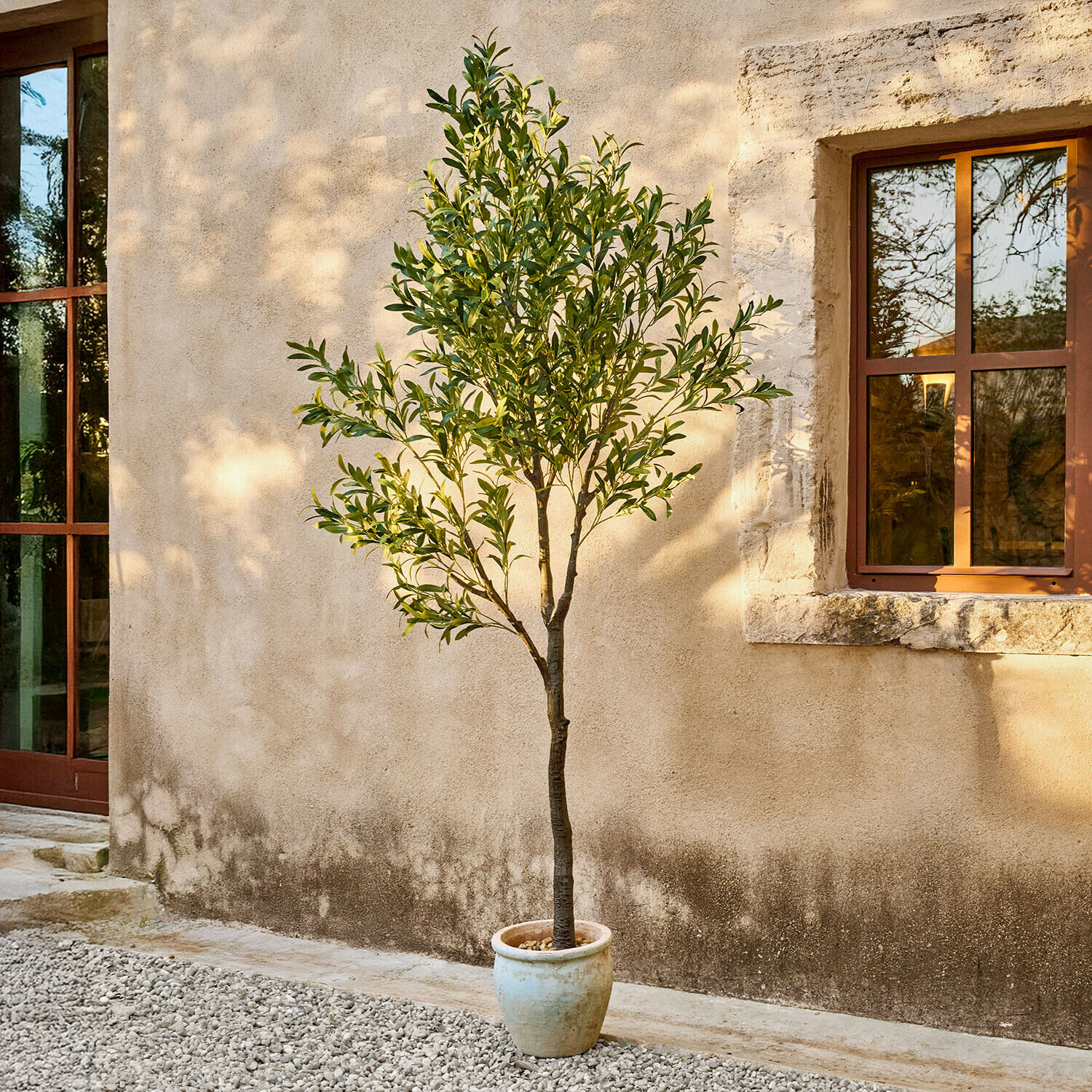 Decoratieve olijfboom Faelira