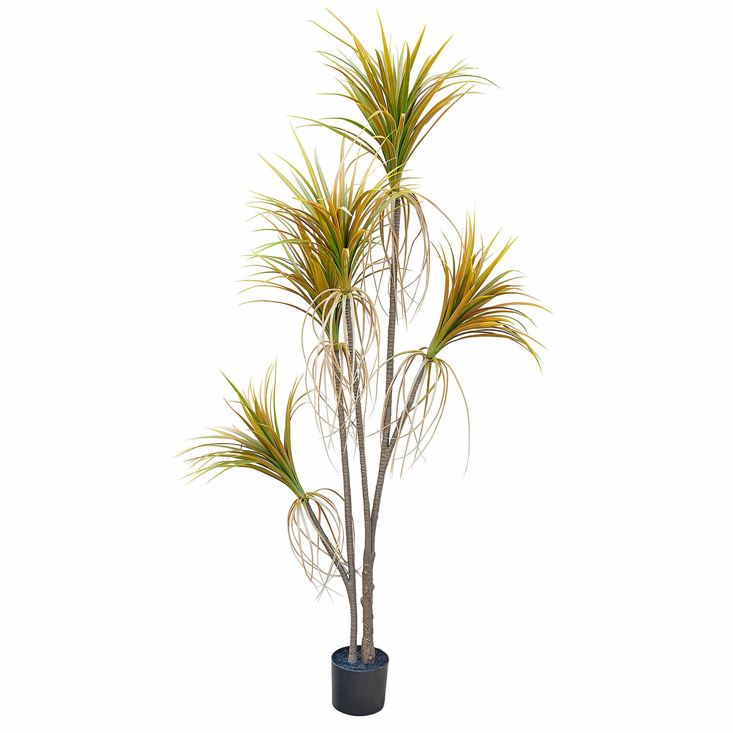 Plante décorative en pot Ancerac