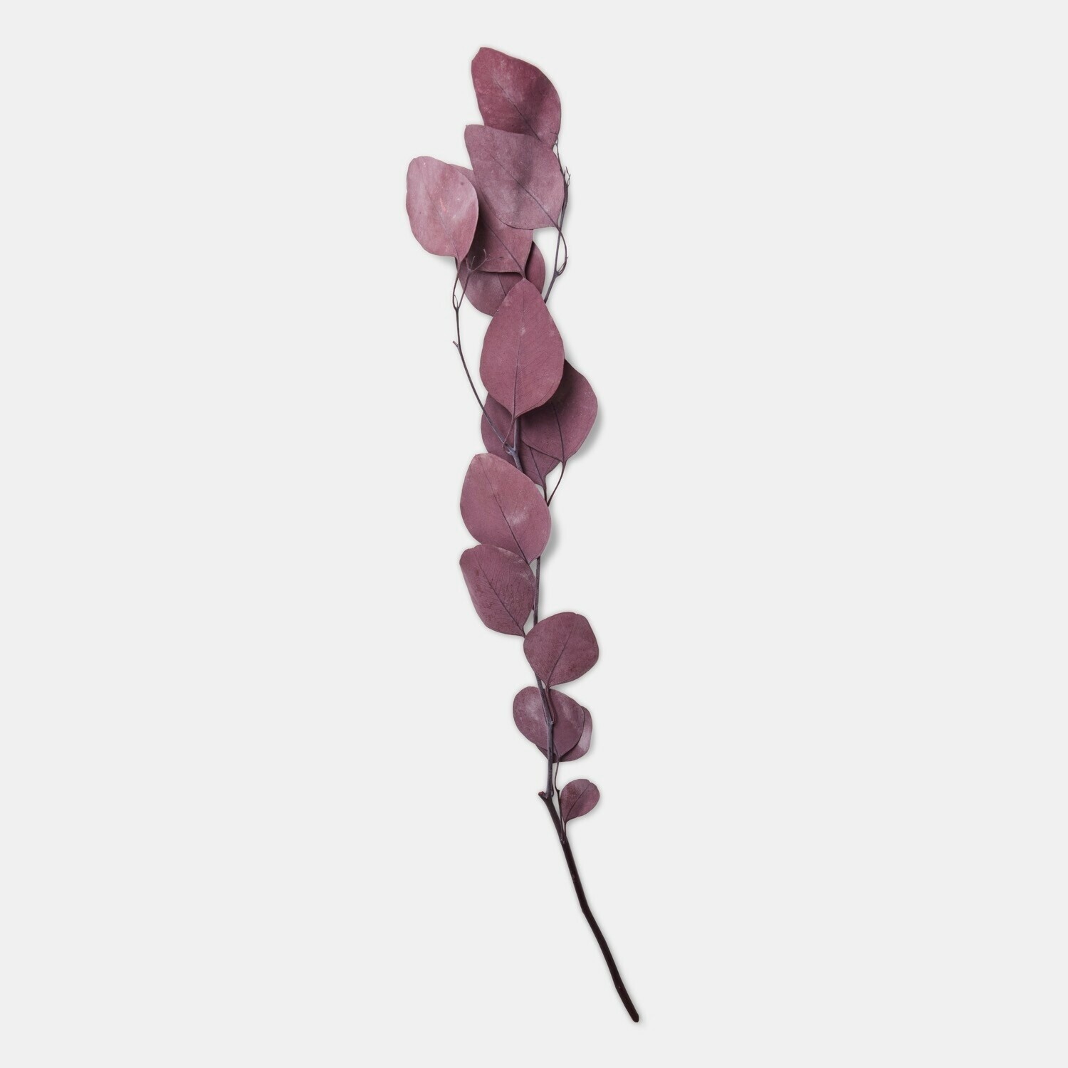 Decoratieve bloem Ianthee