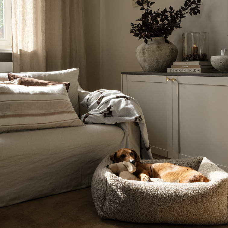 Intérieur chaleureux avec canapé beige, plaid doux et chien brun reposant dans un panier clair