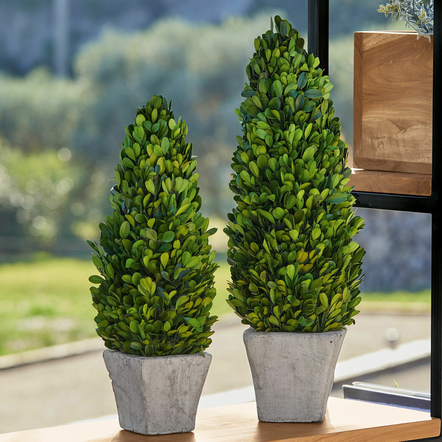 Sierboom set van 2 Pierry