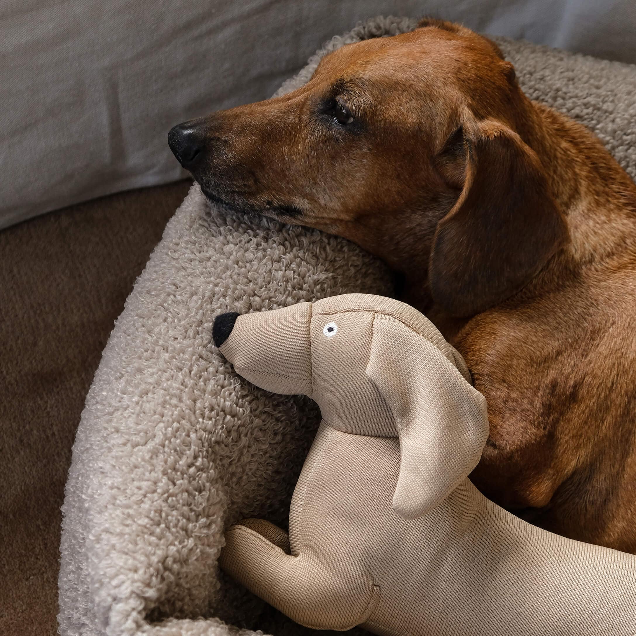 Chien marron couché sur un coussin beige doux à côté d'un jouet en peluche beige en forme de chien