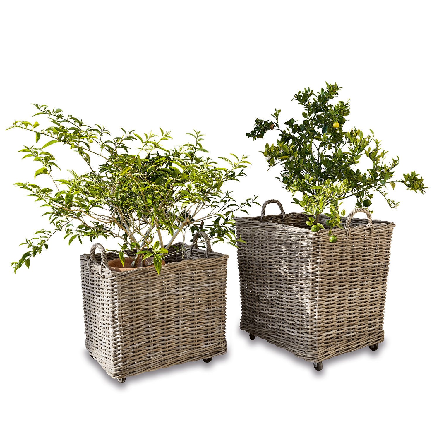 Lot de 2 paniers à plantes Gialousa Deux paniers carrés en osier gris sur roulettes avec des plantes vertes à l'intérieur
