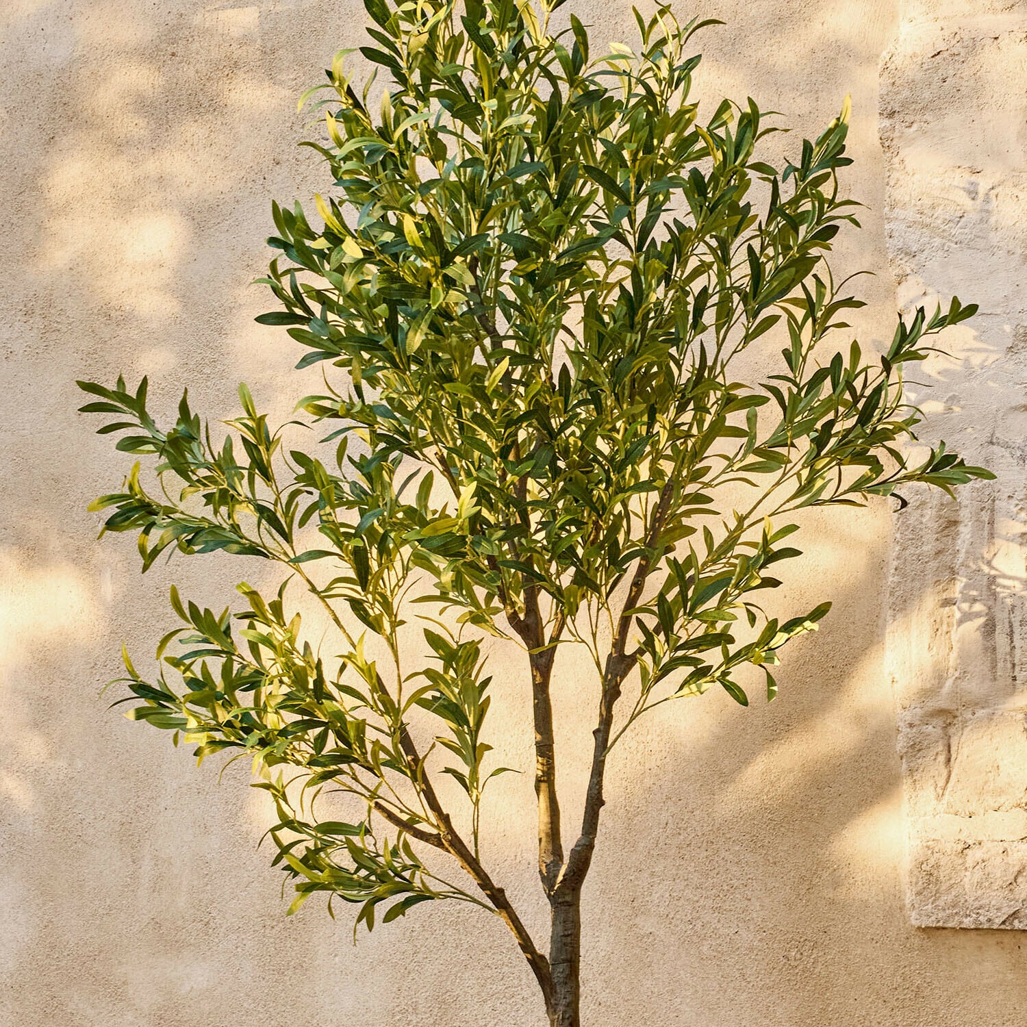 Olivier décoratif Faelira