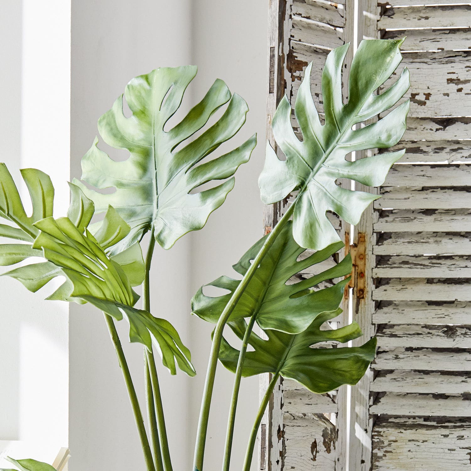 Sierplant Monstera