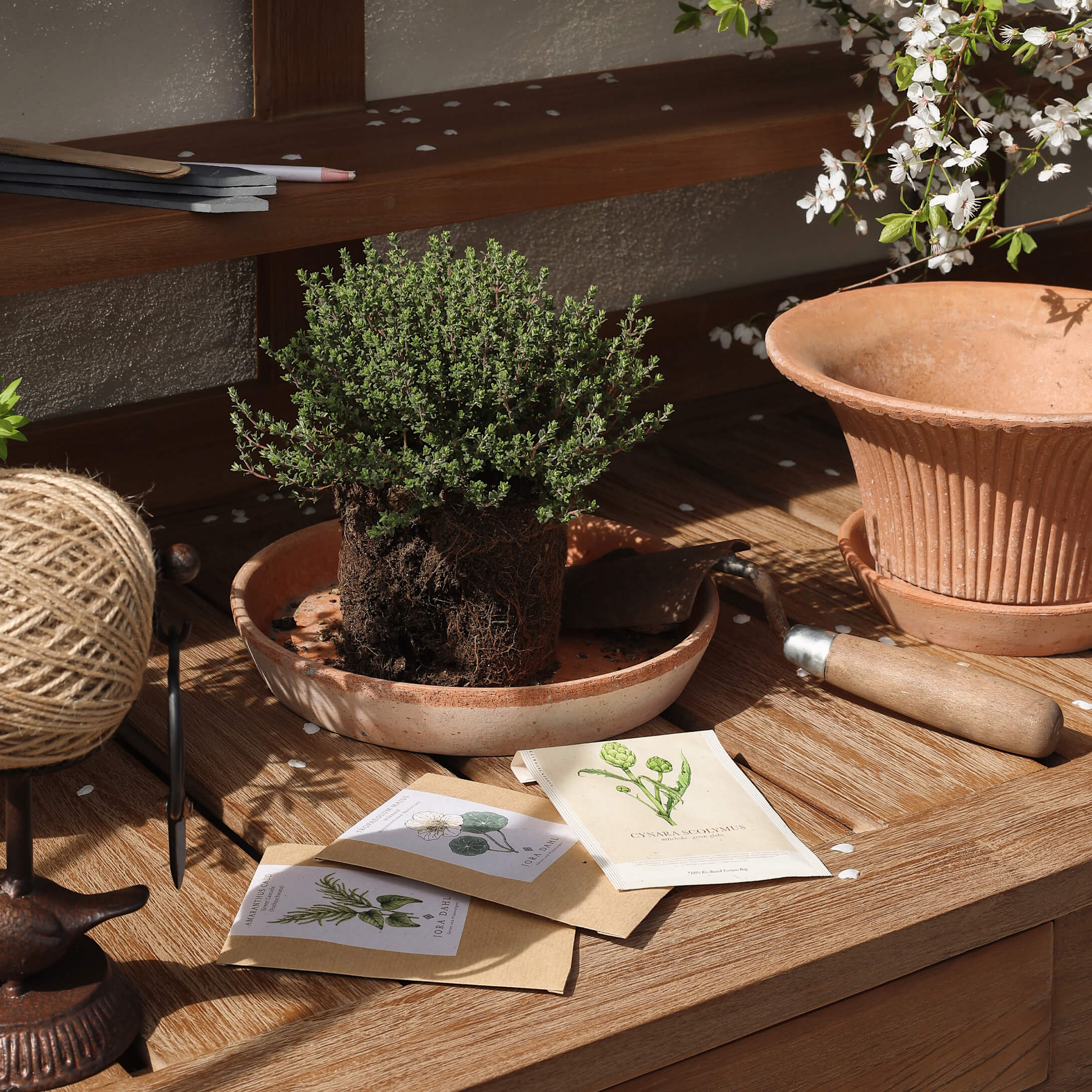Ensemble de jardinage avec pot en terre cuite, plante verte et sachets de graines sur table en bois
