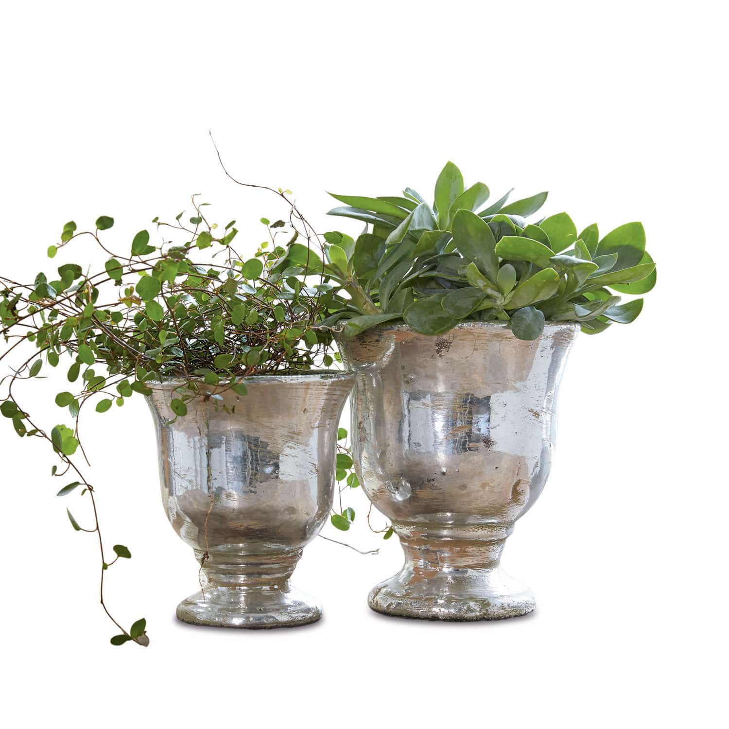 Lot de 2 cache-pots Banon Deux pots en verre argenté avec plantes vertes, décoration intérieure et jardin