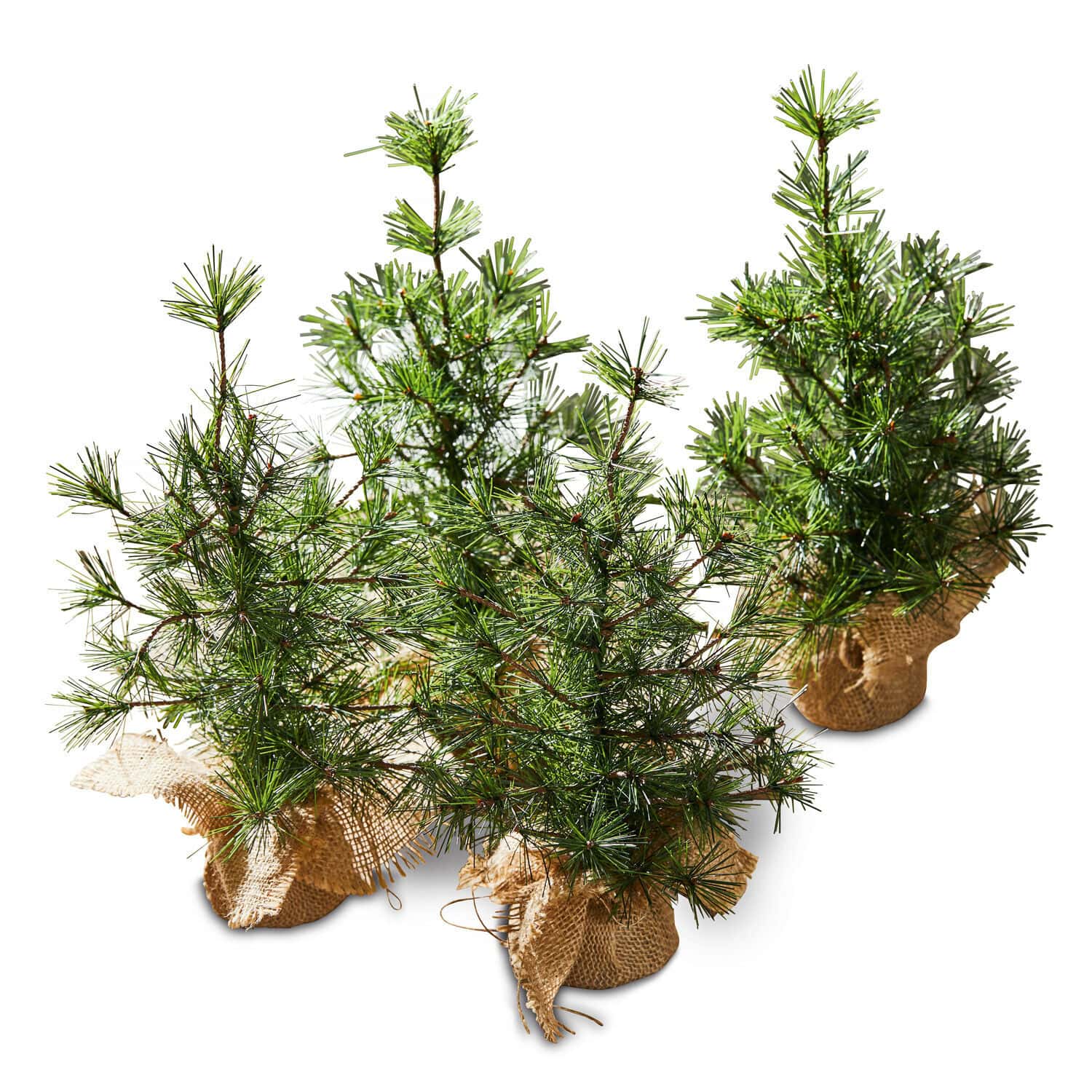 Petits sapins verts en pot avec housse en jute pour décoration de Noël