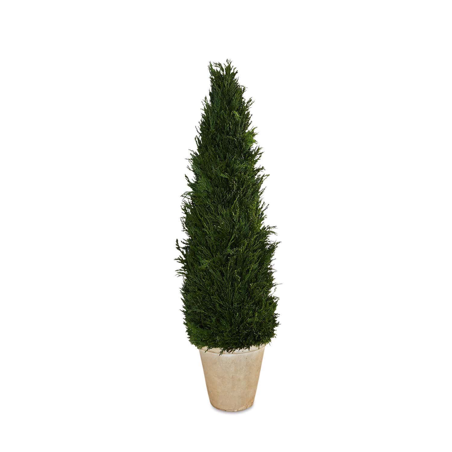 Hoge groene conifeerplant in beige pot voor terras of tuin