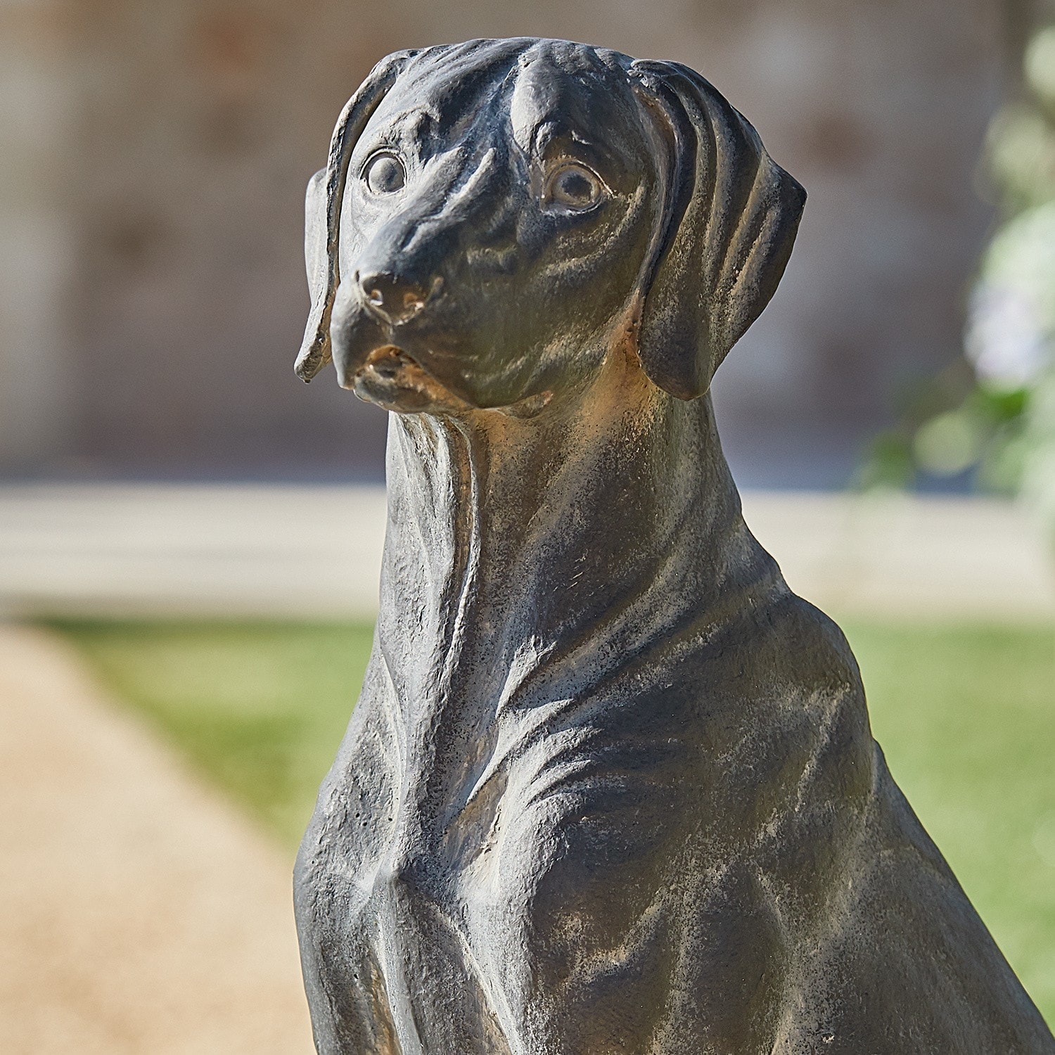 Hond Healy