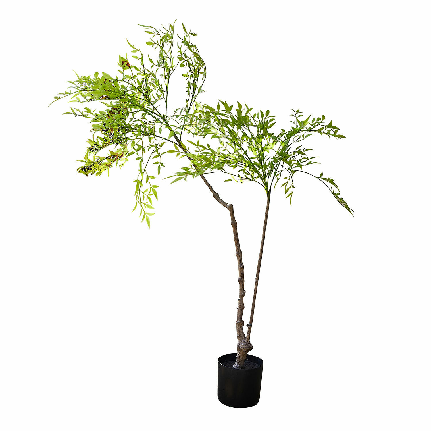 Decoratieve potplant, 2e keuze Avenelle