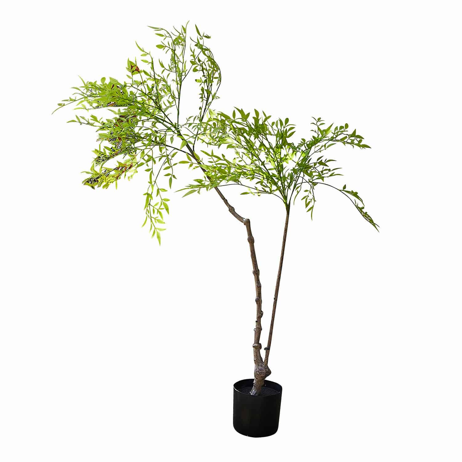 Decoratieve potplant, 2e keuze Avenelle