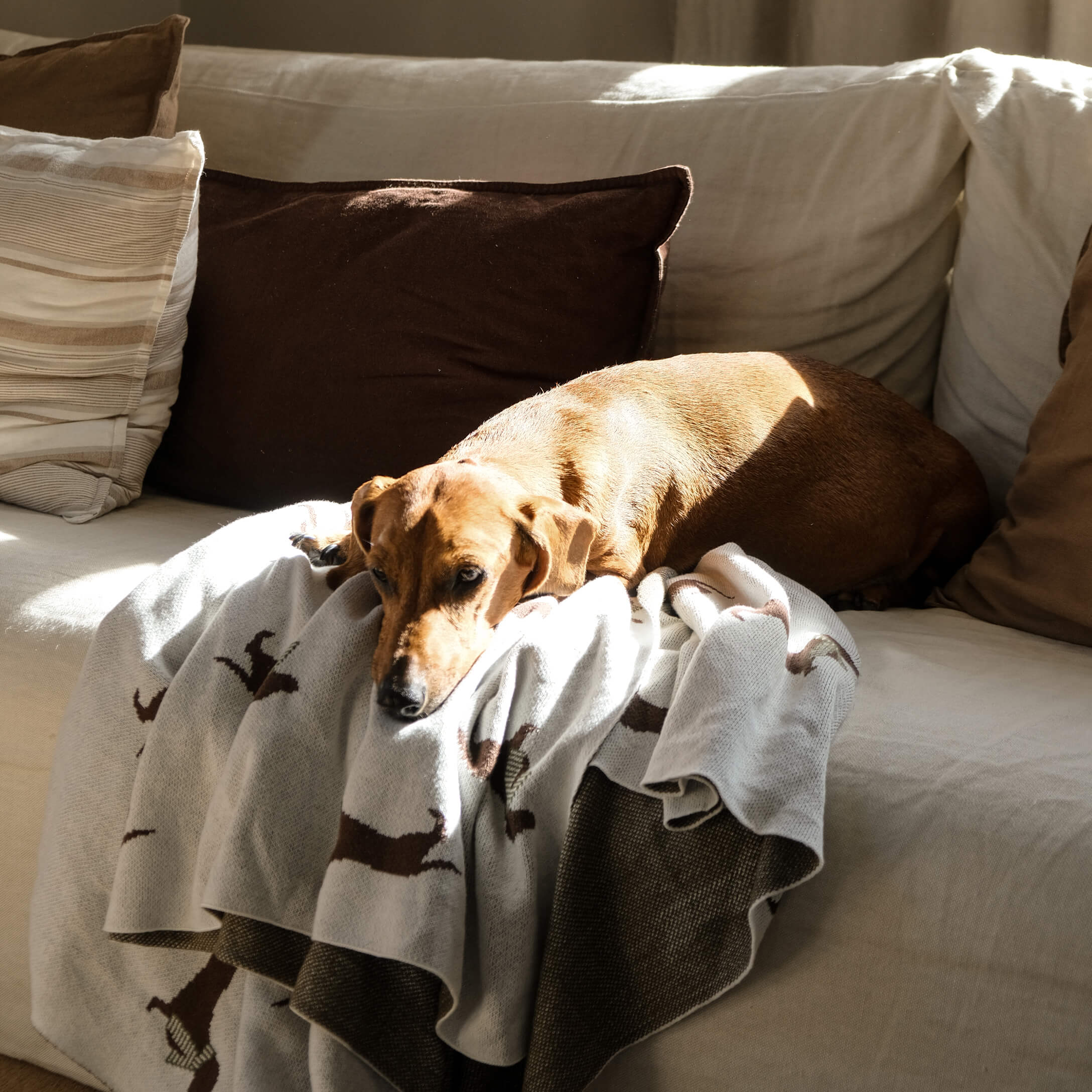 Chien marron couché sur un canapé clair avec une couverture grise à motifs chiens, ambiance cosy