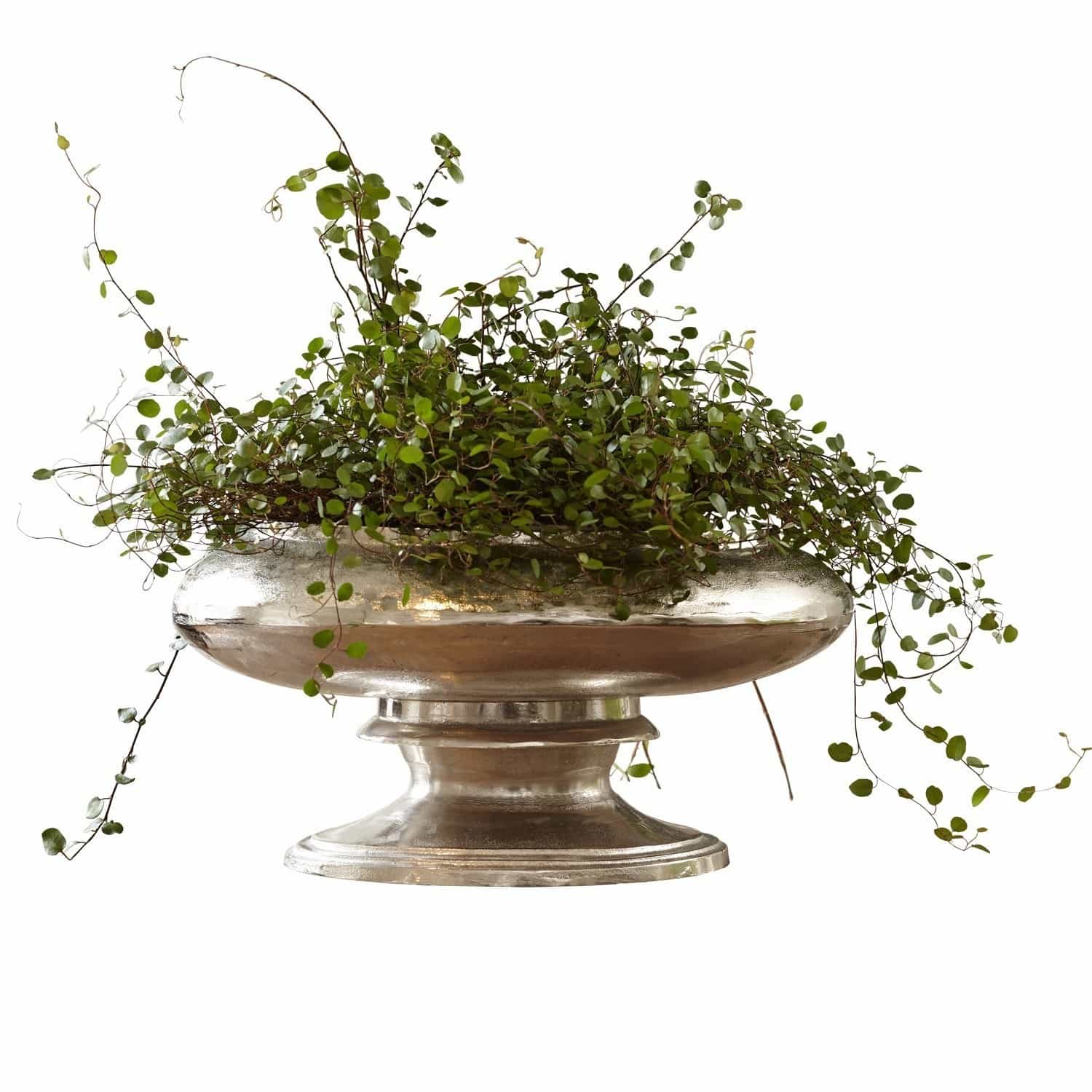 Vase Loyère Coupe en métal argenté sur pied avec plante verte grimpante, décoration intérieure élégante