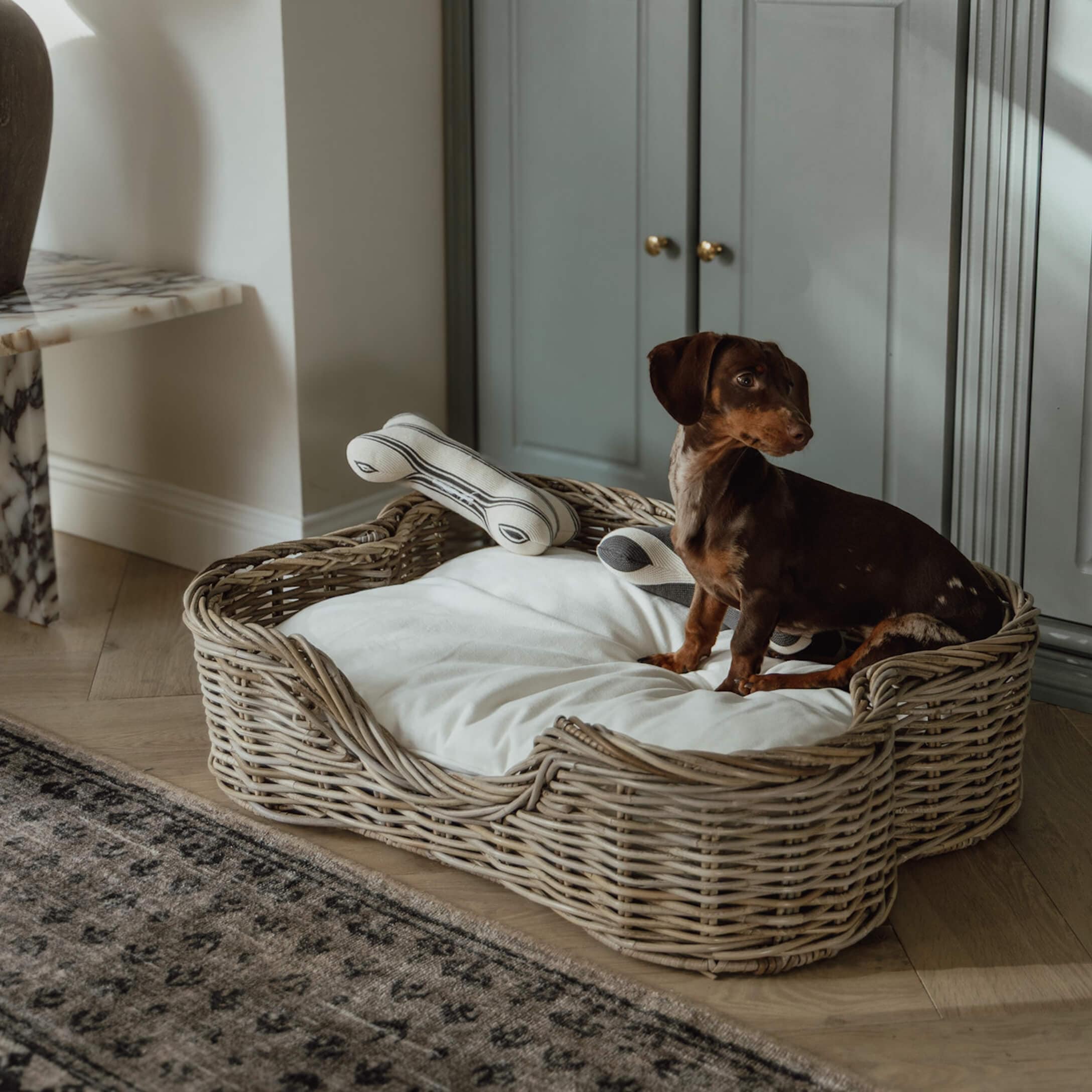 Teckel sur canapé !