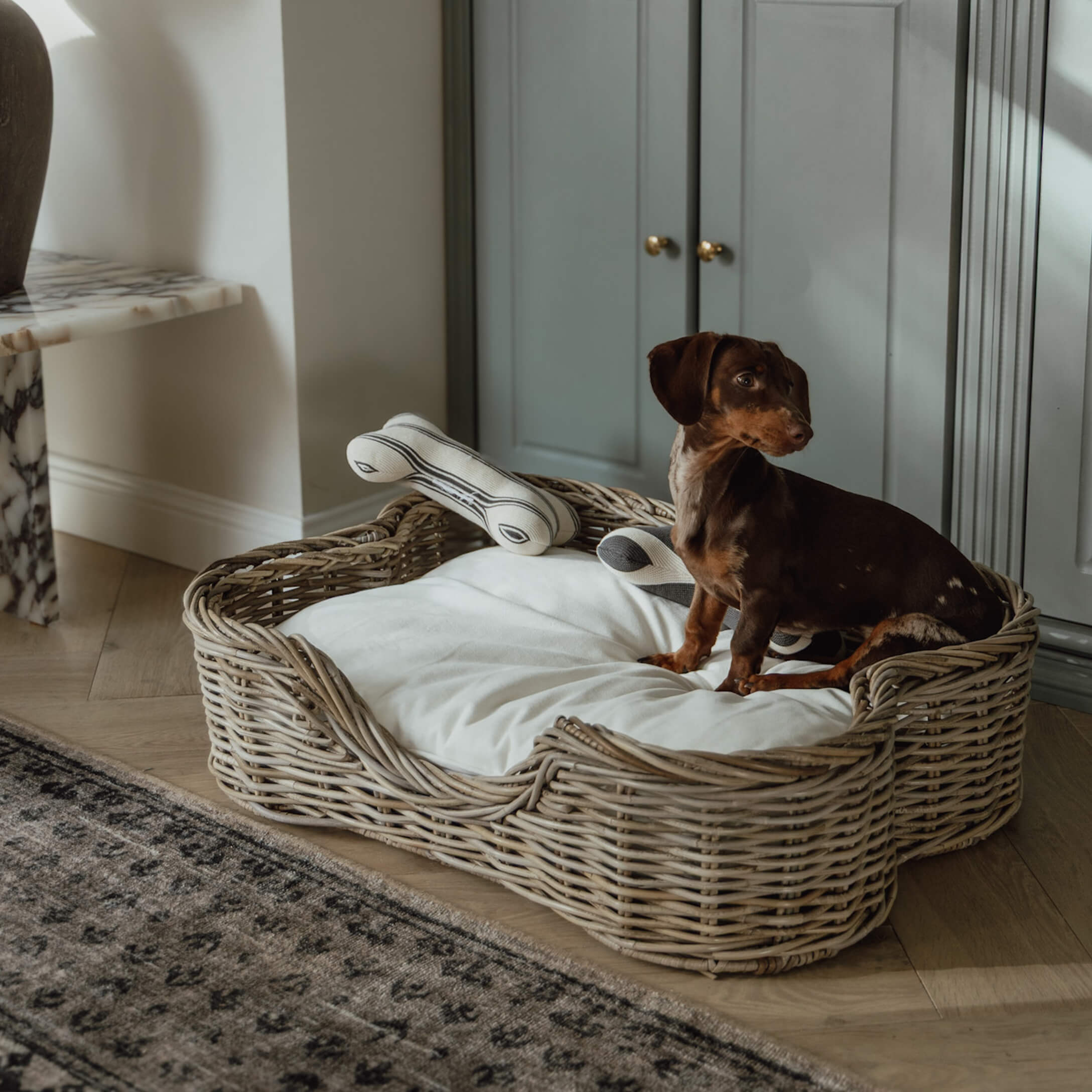 Chien teckel marron sur panier en osier avec coussin blanc et jouet os dans un intérieur cosy