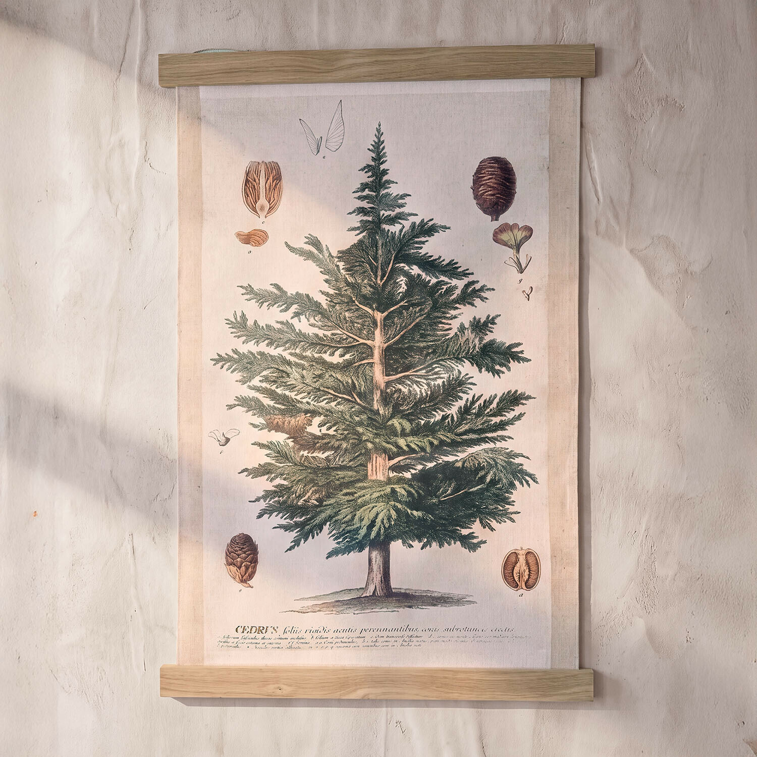 Wandbild Ulmevaine Wandbild Ulmevaine